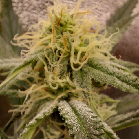 Mephisto Genetics  growlog timeline photo