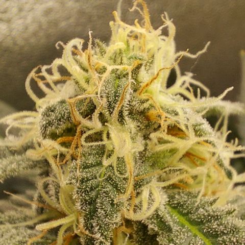 Mephisto Genetics  growlog timeline photo