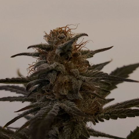 Mephisto Genetics  growlog timeline photo