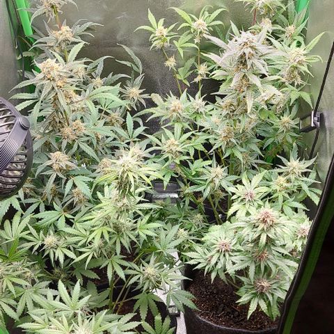 Mephisto Genetics  growlog timeline photo