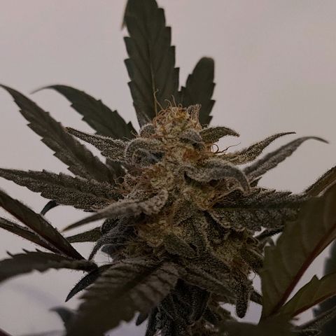 Mephisto Genetics  growlog timeline photo