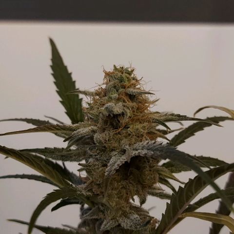 Mephisto Genetics  growlog timeline photo