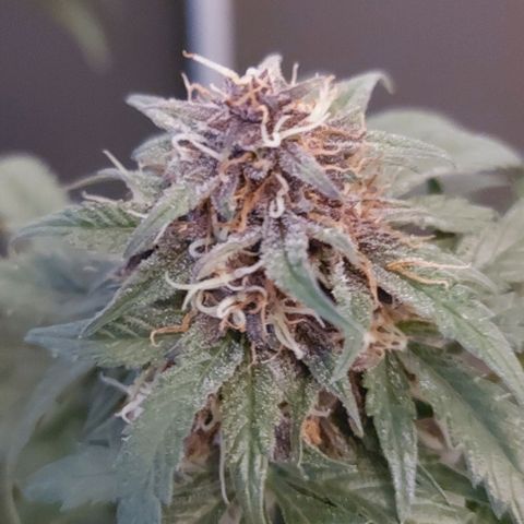 Mephisto Genetics  growlog timeline photo