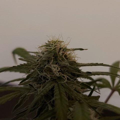Mephisto Genetics  growlog timeline photo