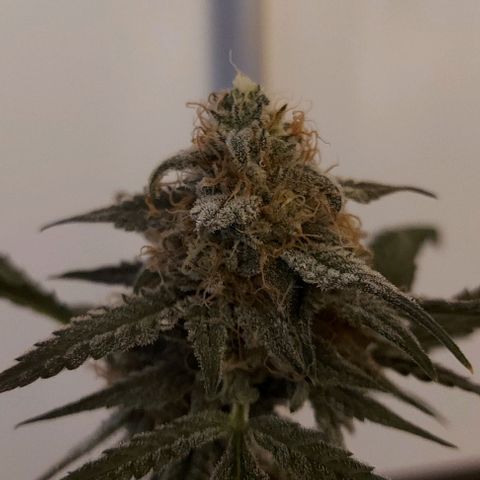 Mephisto Genetics  growlog timeline photo
