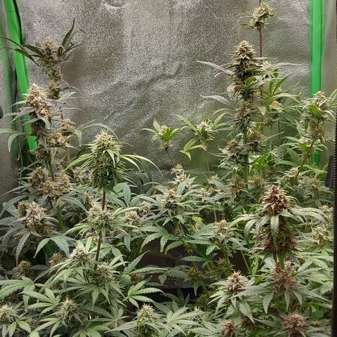 Mephisto Genetics  growlog timeline photo