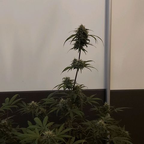 Mephisto Genetics  growlog timeline photo