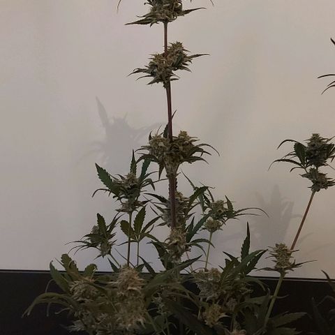 Mephisto Genetics  growlog timeline photo