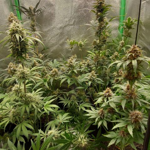 Mephisto Genetics  growlog timeline photo
