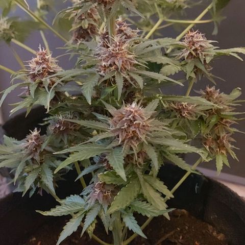 Mephisto Genetics  growlog timeline photo