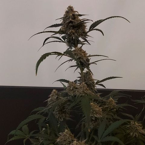 Mephisto Genetics  growlog timeline photo
