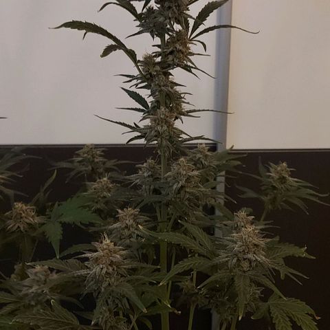 Mephisto Genetics  growlog timeline photo