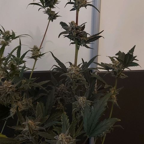 Mephisto Genetics  growlog timeline photo