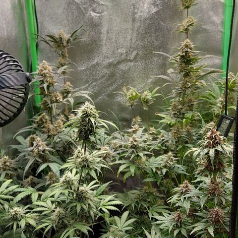 Mephisto Genetics  growlog timeline photo