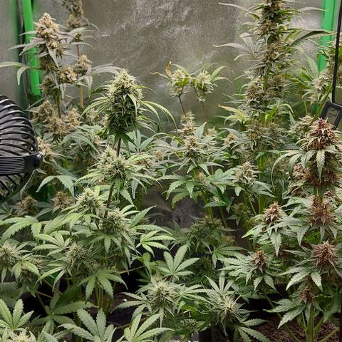 Mephisto Genetics  growlog timeline photo