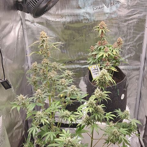 Mephisto Genetics  growlog timeline photo