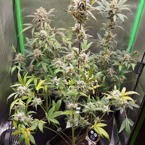 Mephisto Genetics  growlog timeline photo
