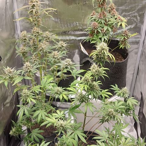 Mephisto Genetics  growlog timeline photo
