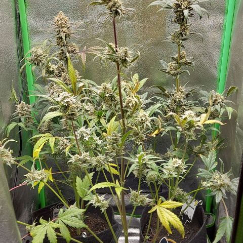 Mephisto Genetics  growlog timeline photo