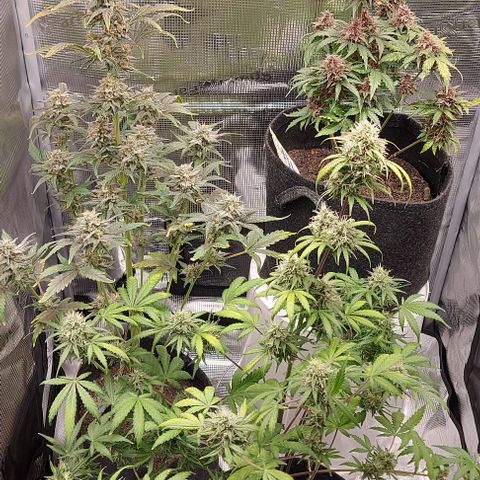 Mephisto Genetics  growlog timeline photo