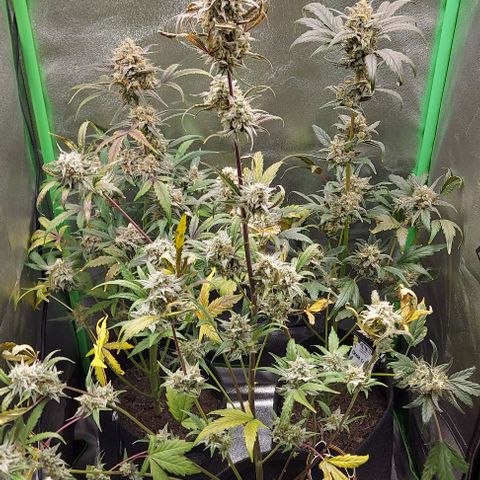 Mephisto Genetics  growlog timeline photo