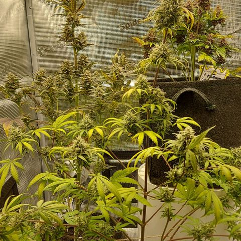 Mephisto Genetics  growlog timeline photo