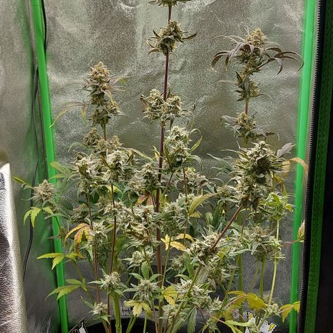 Mephisto Genetics  growlog timeline photo