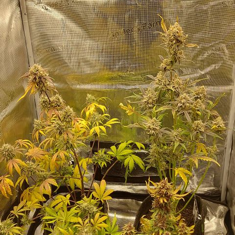 Mephisto Genetics  growlog timeline photo