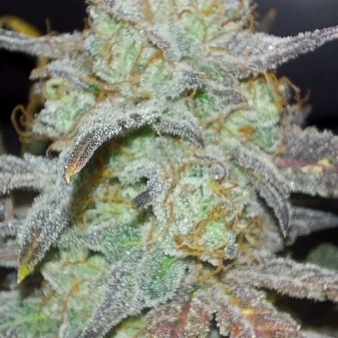 Mephisto Genetics  growlog timeline photo