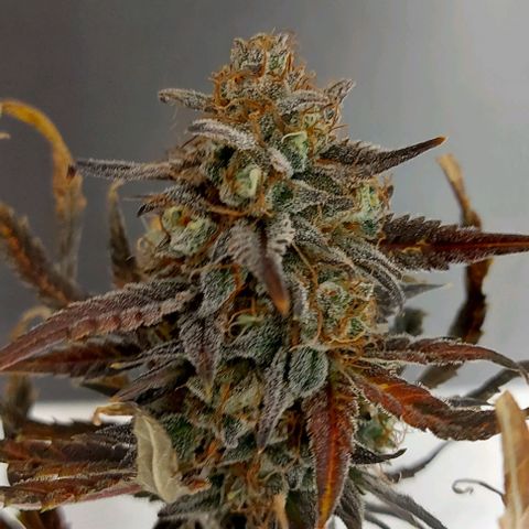 Mephisto Genetics  growlog timeline photo