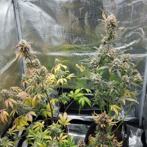 Mephisto Genetics  growlog timeline photo