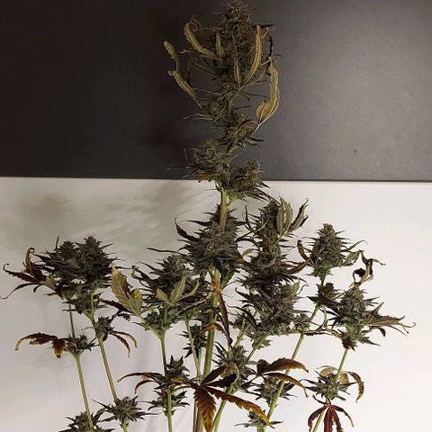 Mephisto Genetics  growlog timeline photo