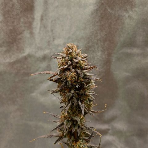 Mephisto Genetics  growlog timeline photo
