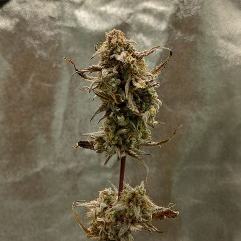 Mephisto Genetics  growlog timeline photo