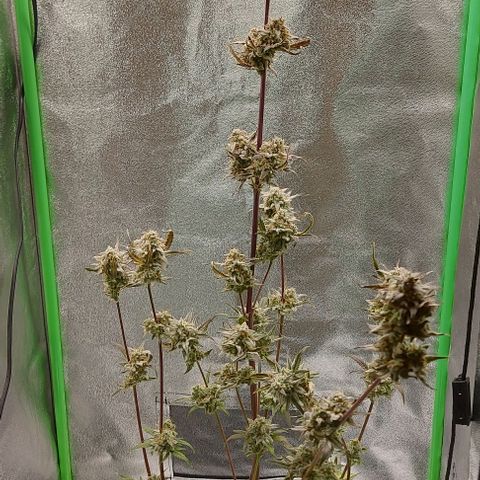 Mephisto Genetics  growlog timeline photo