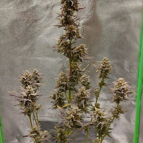 Mephisto Genetics  growlog timeline photo