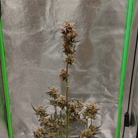 Mephisto Genetics  growlog timeline photo