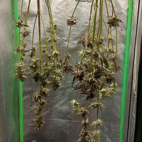 Mephisto Genetics  growlog timeline photo