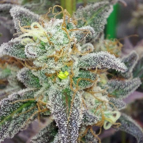 Mephisto Genetics  growlog timeline photo