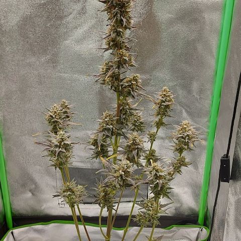 Mephisto Genetics  growlog timeline photo