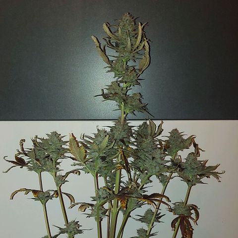 Mephisto Genetics  growlog timeline photo