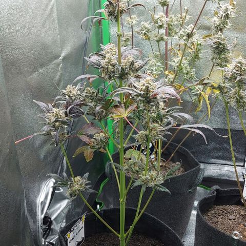 Mephisto Genetics  growlog timeline photo