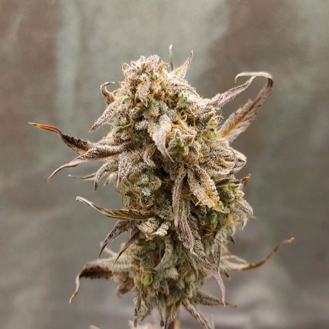 Mephisto Genetics  growlog timeline photo
