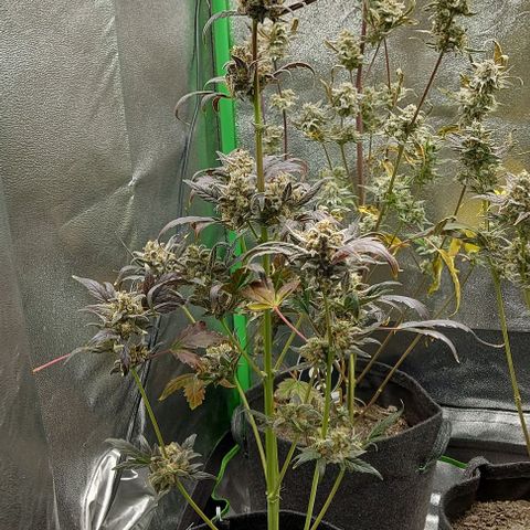 Mephisto Genetics  growlog timeline photo