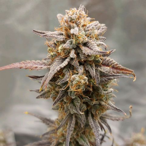 Mephisto Genetics  growlog timeline photo
