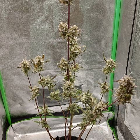 Mephisto Genetics  growlog timeline photo