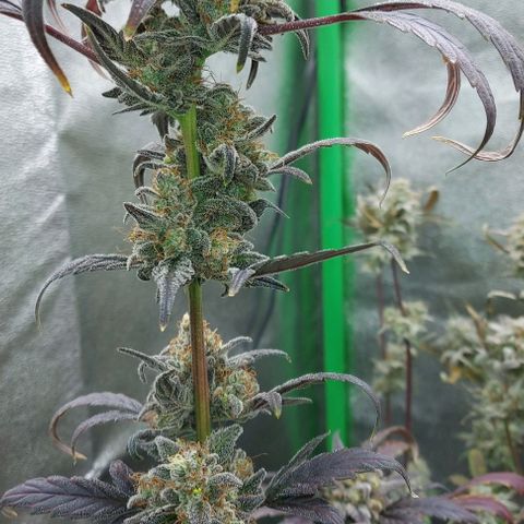 Mephisto Genetics  growlog timeline photo