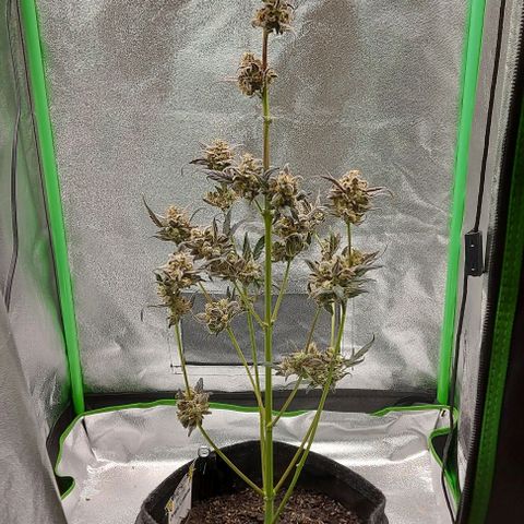 Mephisto Genetics  growlog timeline photo
