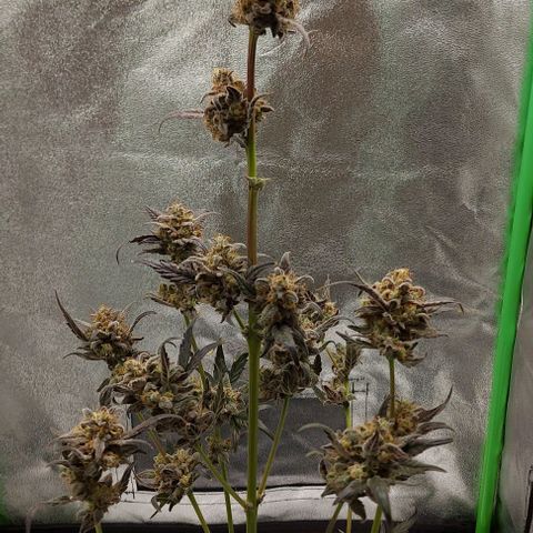 Mephisto Genetics  growlog timeline photo