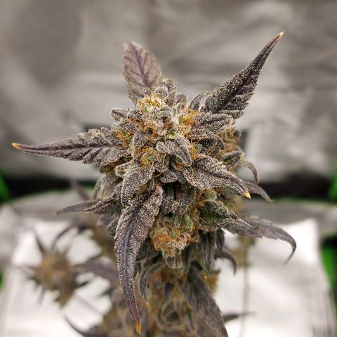 Mephisto Genetics  growlog timeline photo
